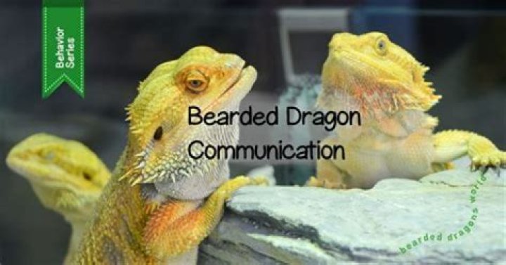 Are Bearded Dragons Social? Discover Their Social Behavior